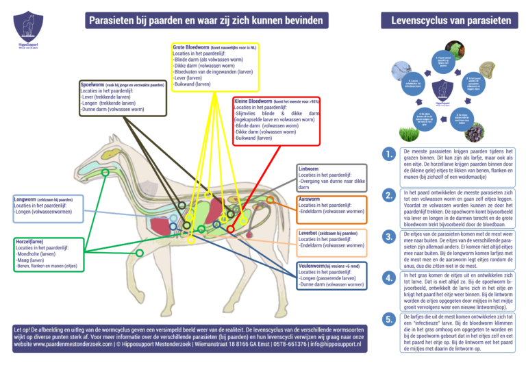 Lees meer over het artikel Wie, wat, waar en waarom van parasieten bij paarden met Joanne Neidhöfer