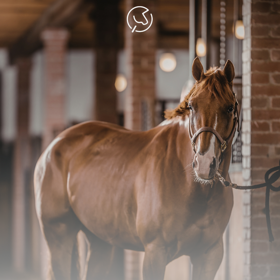 Je bekijkt nu Met je paard naar een (nieuwe) pensionstal? Dit mag je echt niet vergeten!