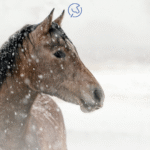 Nieuwe blog wormen bij paarden - moet je altijd direct ontwormen