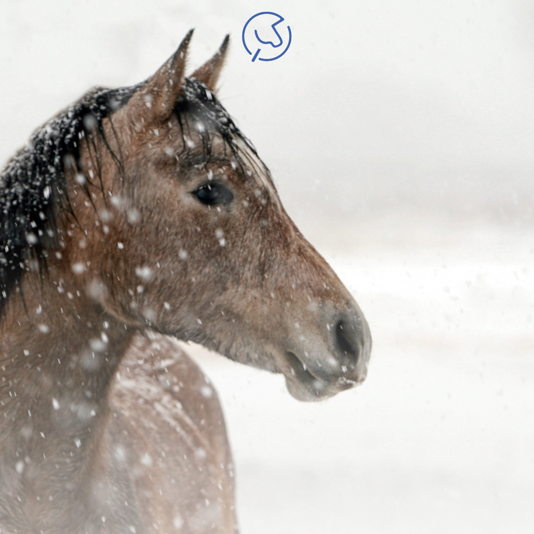Je bekijkt nu Wormen bij paarden: moet je altijd direct ontwormen?