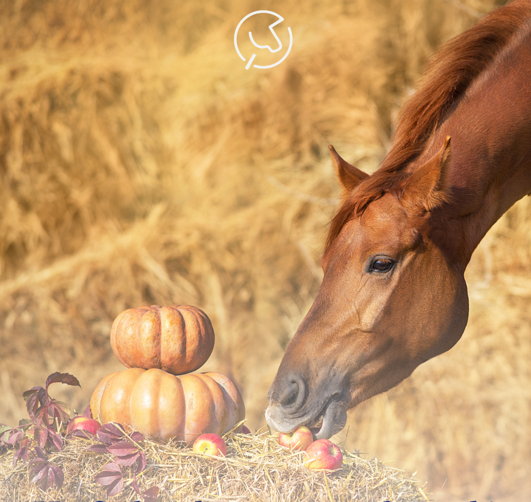Lees meer over het artikel Waarom adviseert mijn dierenarts in het najaar te ontwormen terwijl de uitslag van mestonderzoek geen aanleiding geeft?